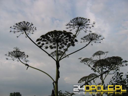 Nadal groźny barszcz Sosnowskiego! Łatwo go pomylić z innymi roślinami