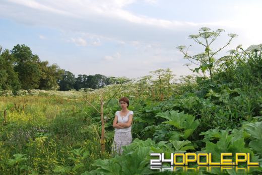 Nadal groźny barszcz Sosnowskiego! Łatwo go pomylić z innymi roślinami