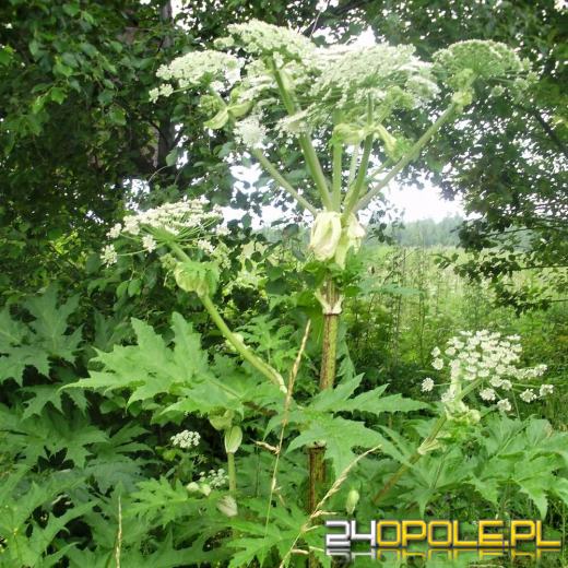 Nadal groźny barszcz Sosnowskiego! Łatwo go pomylić z innymi roślinami