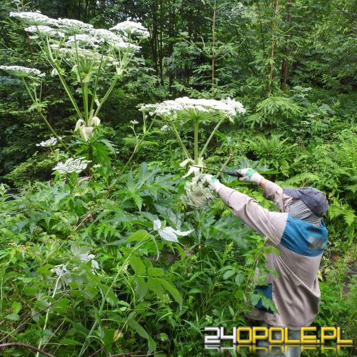 Nadal groźny barszcz Sosnowskiego! Łatwo go pomylić z innymi roślinami