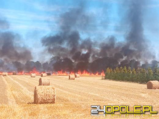 Niespokojny poniedziałek pod znakiem pożarów. Potężny pożar na polach w Korfantowie