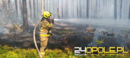 Pożar lasu w powiecie brzeskim. W akcji samolot gaśniczy Lasów Państwowych