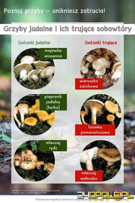 Wróciły i wyglądają, jak ich niegroźne bliźniaki. Strzeż się tych grzybów