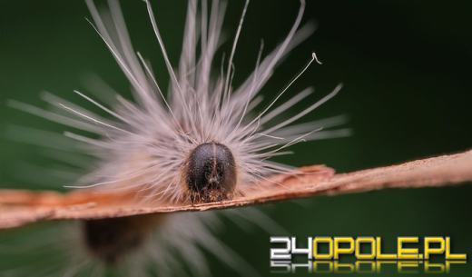 Lasy Państwowe ostrzegają przed groźną gąsienicą. Może być groźna dla ludzi i zwierząt