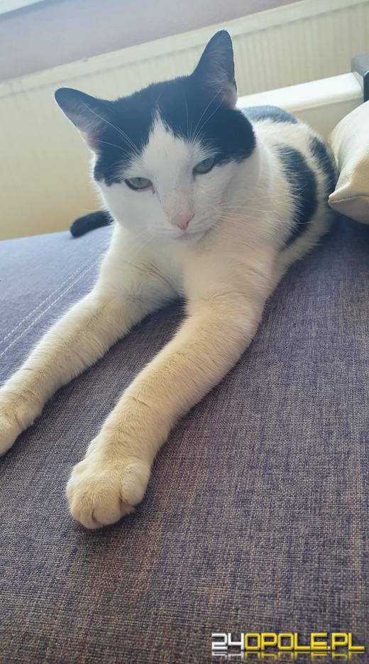 Dziś świętują wszystkie koty!