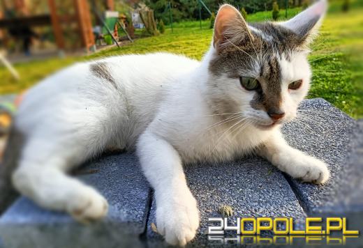 Dziś świętują wszystkie koty!