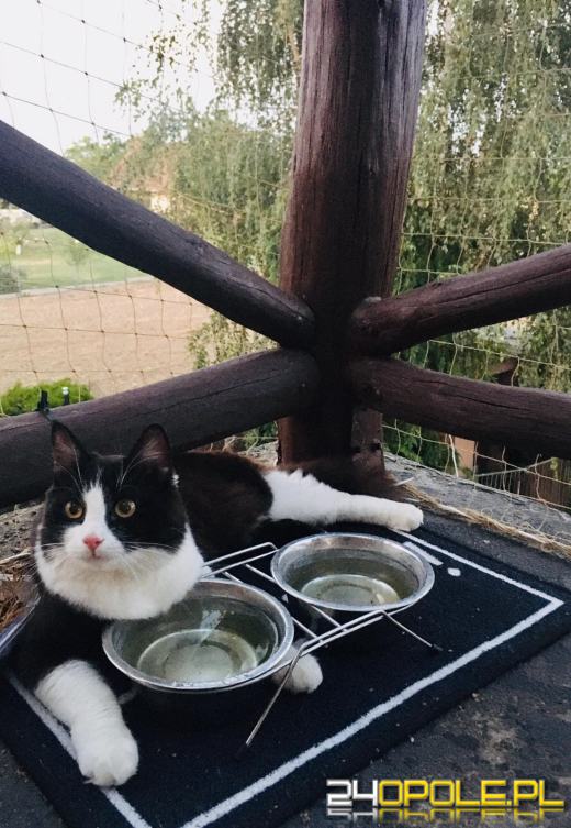 Dziś świętują wszystkie koty!