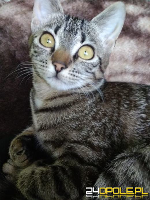 Dziś świętują wszystkie koty!