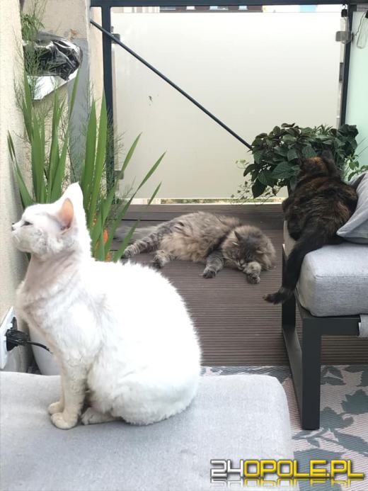 Dziś świętują wszystkie koty!