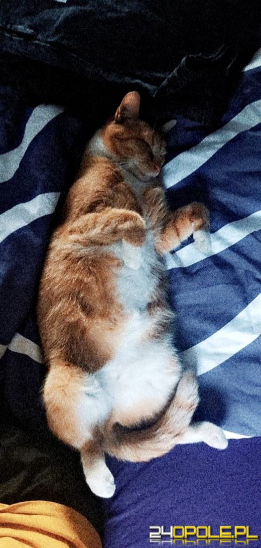 Dziś świętują wszystkie koty!