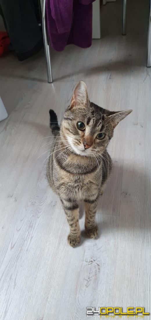 Dziś świętują wszystkie koty!