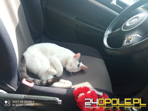 Dziś świętują wszystkie koty!