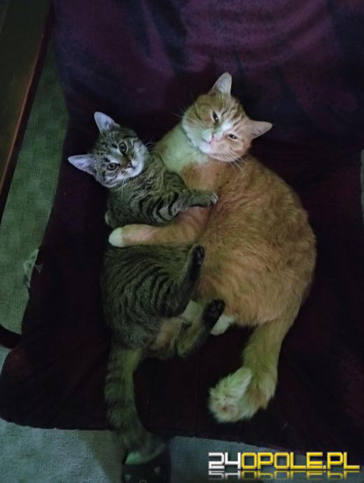 Dziś świętują wszystkie koty!