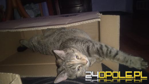 Dziś świętują wszystkie koty!