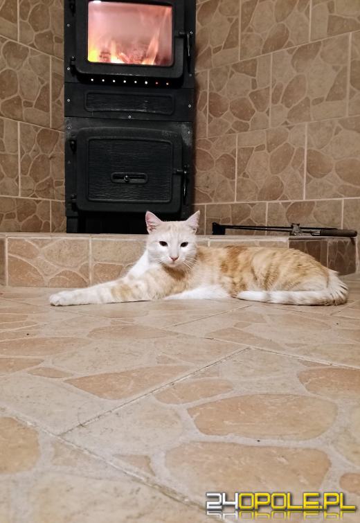 Dziś świętują wszystkie koty!