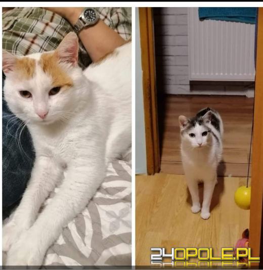 Dziś świętują wszystkie koty!