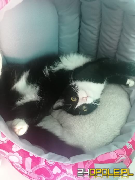 Dziś świętują wszystkie koty!