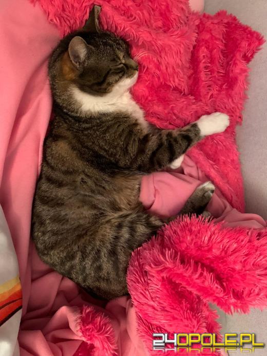 Dziś świętują wszystkie koty!