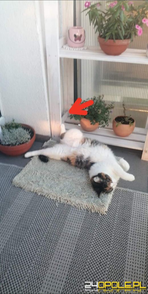 Dziś świętują wszystkie koty!