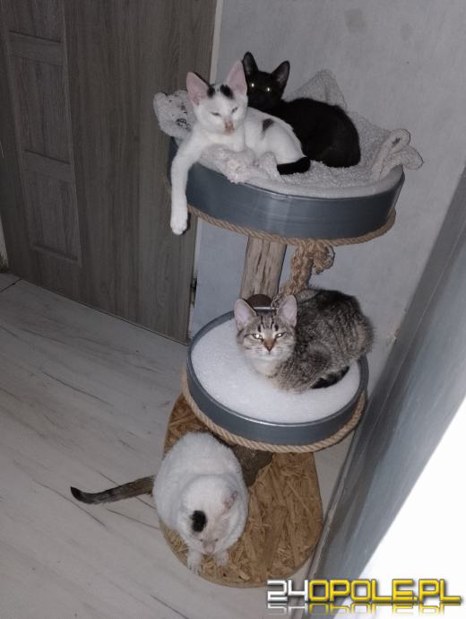 Dziś świętują wszystkie koty!