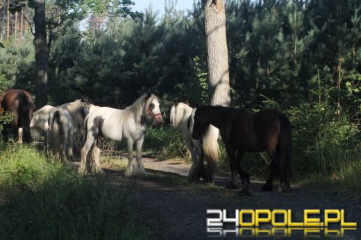 Stado koni wędrowało po tułowickich lasach