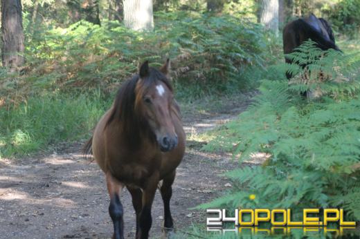 Stado koni wędrowało po tułowickich lasach
