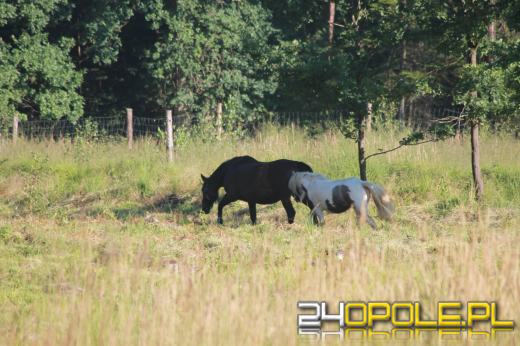 Stado koni wędrowało po tułowickich lasach