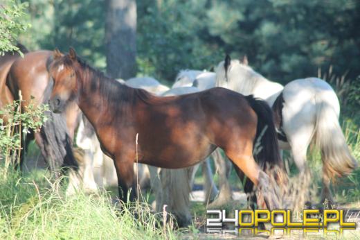 Stado koni wędrowało po tułowickich lasach