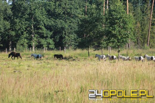Stado koni wędrowało po tułowickich lasach