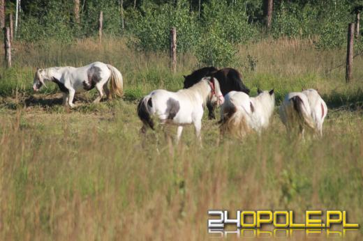 Stado koni wędrowało po tułowickich lasach