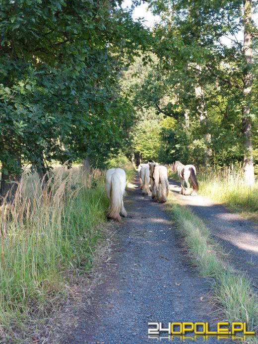 Stado koni wędrowało po tułowickich lasach