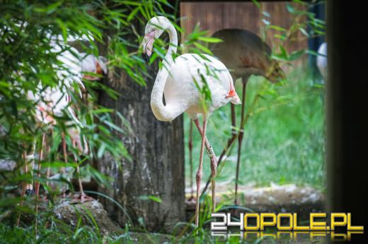 W Opolskim zoo urodziły się flamingi