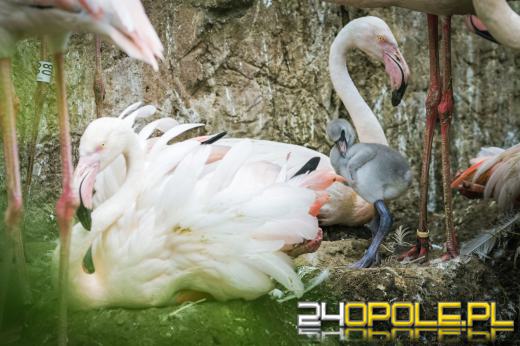 W Opolskim zoo urodziły się flamingi