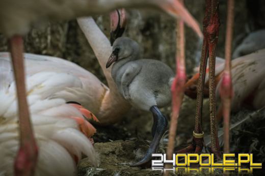 W Opolskim zoo urodziły się flamingi