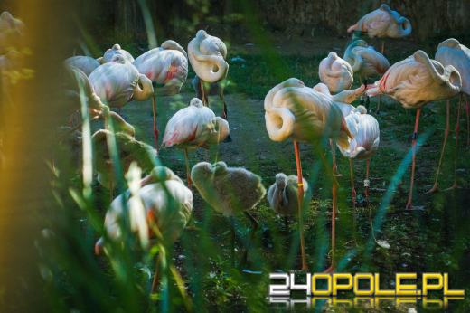 W Opolskim zoo urodziły się flamingi
