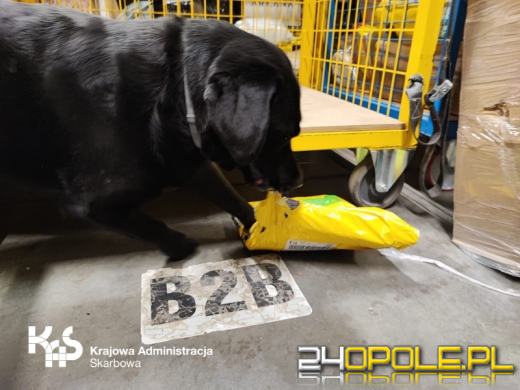 Nielegalny tytoń w przesyłkach kurierskich