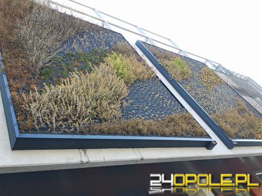 Zielona ściana w Centrum Przesiadkowym Opole Główne usycha. "Doszło do awarii"