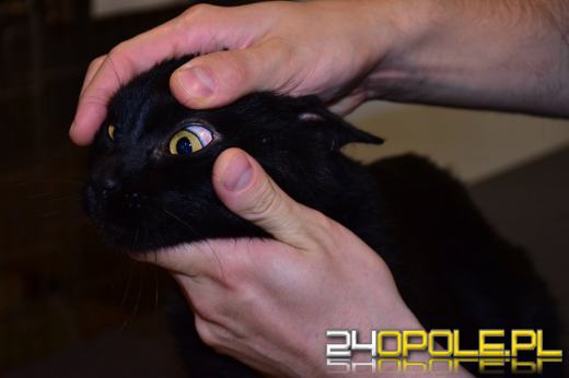 Znęcał się nad kotem. Uchwyciła go kamera monitoringu