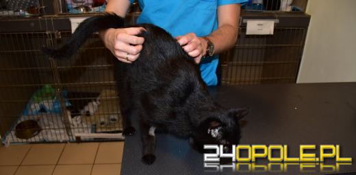 Znęcał się nad kotem. Uchwyciła go kamera monitoringu