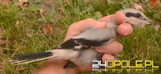 Niezwykły ptak zaobserwowany pod Strzelcami Opolskimi. Pierwsza obserwacja tego gatunku w Polsce