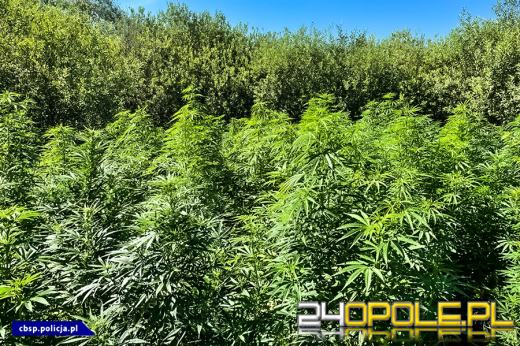 Plantacje marihuany zlikwidowane - 150 tysięcy działek nie trafi na rynek