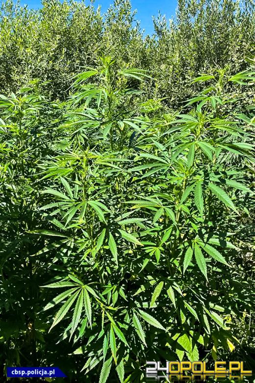 Plantacje marihuany zlikwidowane - 150 tysięcy działek nie trafi na rynek