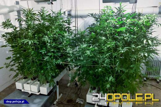 Plantacje marihuany zlikwidowane - 150 tysięcy działek nie trafi na rynek