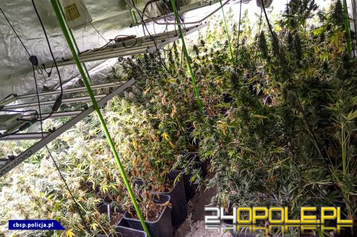 Plantacje marihuany zlikwidowane - 150 tysięcy działek nie trafi na rynek