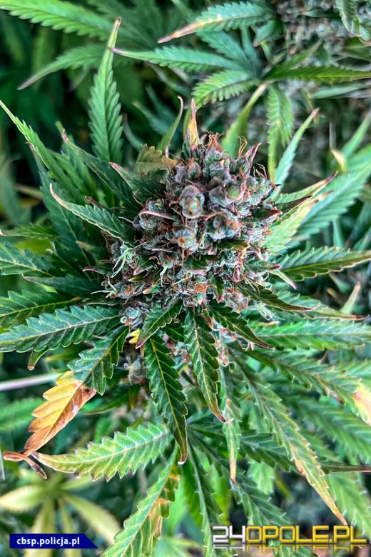 Plantacje marihuany zlikwidowane - 150 tysięcy działek nie trafi na rynek