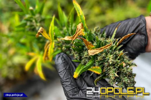 Plantacje marihuany zlikwidowane - 150 tysięcy działek nie trafi na rynek