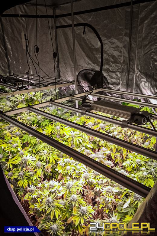 Plantacje marihuany zlikwidowane - 150 tysięcy działek nie trafi na rynek