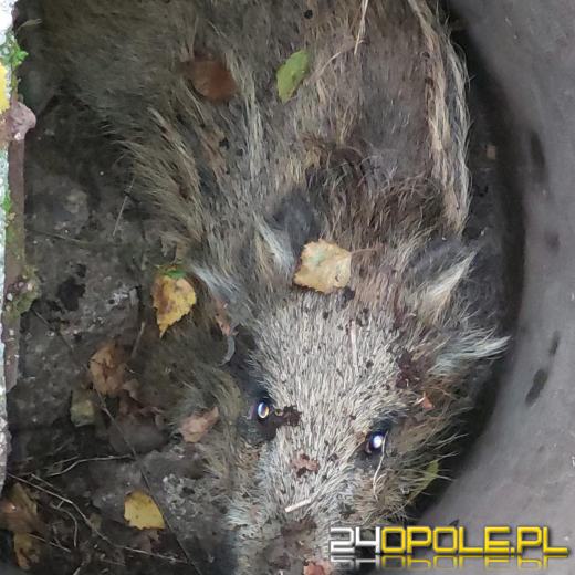 Dzik wpadł do studzienki kanalizacyjnej... z pomocą ruszyli strażacy