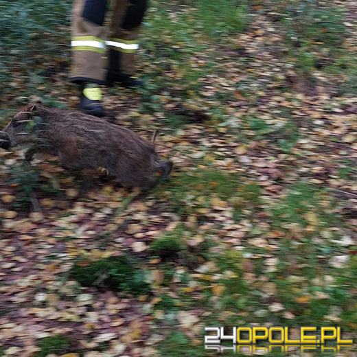 Dzik wpadł do studzienki kanalizacyjnej... z pomocą ruszyli strażacy