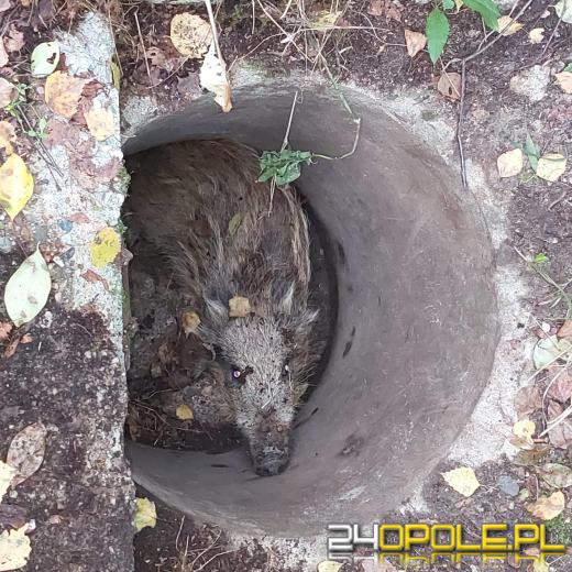 Dzik wpadł do studzienki kanalizacyjnej... z pomocą ruszyli strażacy